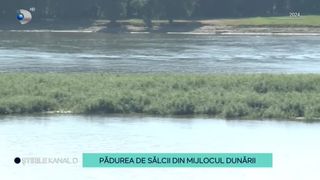 VIDEO De la întindere de nisip, la o zonă verde spectaculoasă! Cum arată pădurea din mijlocul Dunării?