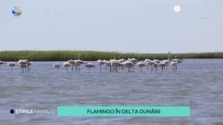 Păsările flamingo din Delta Dunării