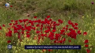 VIDEO Litoralul nu are nevoie de reclame! Macii care au înflorit stârnesc admirația și interesul oamenilor
