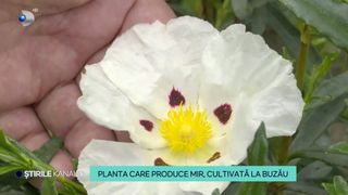 Planta care produce mir