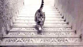 Test de personalitate: Pisica urcă sau coboară? Răspunsul va dezvălui ce fel de om ești