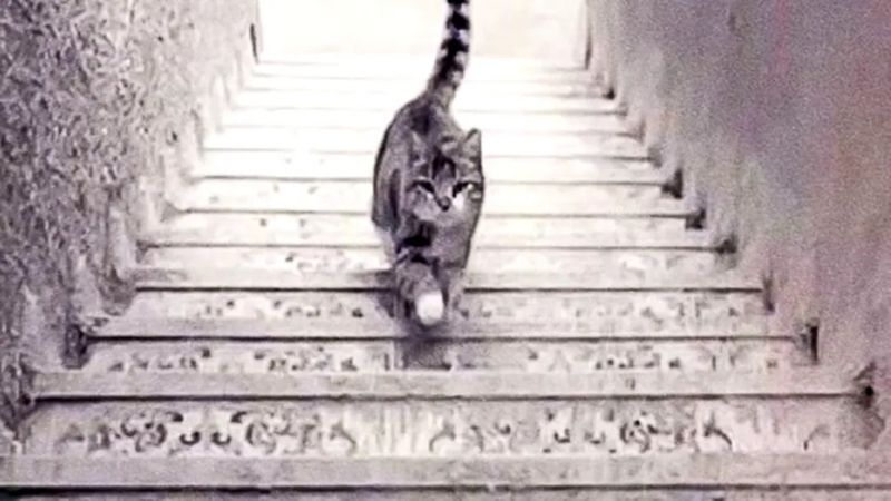 pisica, test iq, test de personalitate