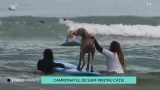 VIDEO Cățeii au fost pe val, la propriu! Patrupedele au participat la un campionat de surf dedicat lor