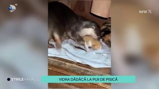 VIDEO O vidră a fost dădacă pentru un pui de pisică!