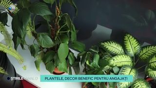 VIDEO Plantele, decor benefic pentru angajați. O familie de horticultori a venit cu o idee foarte inovatoare