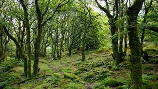padurari batuti, batausi botosani, UPU Botosani 