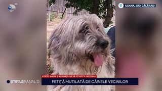 VIDEO Clipe de groază pentru o copilă de 11 ani din Călărași! A fost atacată și sfâșiată de câinele vecinilor