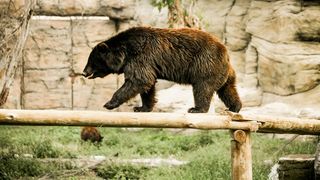 Trupul unui bărbat de 71 de ani, găsit pe un câmp din Mureș. Bătrânul ar fi fost sfâșiat de urs