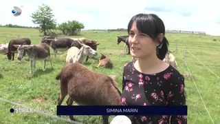 VIDEO Un sibian și-a deschis o afacere profitabilă cu măgari! Afaceristul are planuri mari pentru viitor