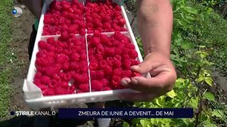 VIDEO Zmeura de iunie a devenit ... de mai. De ce s-a &icirc;nt&acirc;mplat acest lucru?