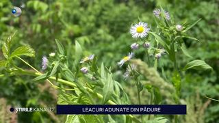 VIDEO Leacuri adunate din pădure! &Icirc;n această perioadă se culeg: urzicile, mușețelul sau pătlagina