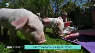VIDEO Fac yoga înconjurați de porci! Cursanții se înghesuie să prindă un loc la ședința de relaxare