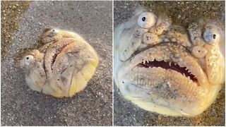 Ce este monstrul apărut pe o plajă din Singapore