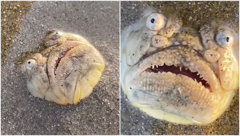 Ce este monstrul apărut pe o plajă din Singapore