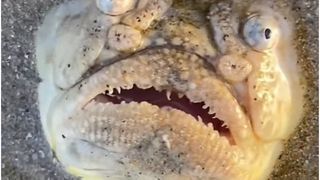 Ce este monstrul apărut pe o plajă din Singapore. Turiștii au luat-o la fugă &icirc;ngroziți