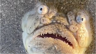 Ce este monstrul apărut pe o plajă din Singapore. Turiștii au luat-o la fugă îngroziți