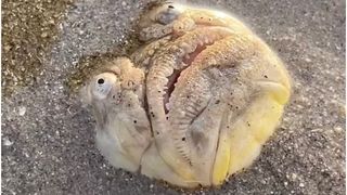 Ce este monstrul apărut pe o plajă din Singapore. Turiștii au luat-o la fugă &icirc;ngroziți