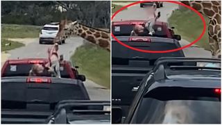 VIDEO Momentul șocant în care o fetiță de 2 ani este smulsă de o girafă din brațele mamei