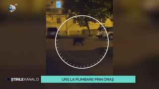VIDEO Un urs s-a plimbat pe străzile din Dej! Cum a ajuns animalul să umble prin oraș?