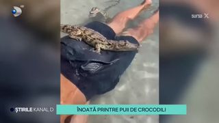 VIDEO Un copil &icirc;noată printre puii de crocodili! Cel mic nu a fost speriat nicio secundă