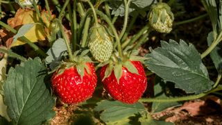 Ce înseamnă când visezi căpșuni. De ce poate fi semn de bucurie pentru femei