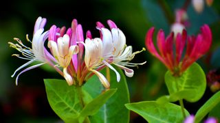 mana maicii domnului, caprifoi, plante medicinale 
