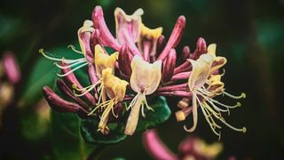 mana maicii domnului, caprifoi, plante medicinale 