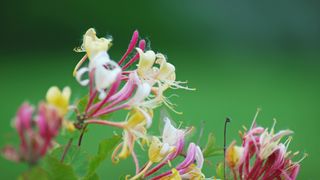 mana maicii domnului, caprifoi, plante medicinale 