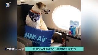 VIDEO Curse aeriene de lux pentru căței! Ireal c&acirc;t costă un zbor special pentru patrupede, din America p&acirc;nă &icirc;n Europa