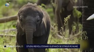 VIDEO Studiu revoluționar: Elefanții se strigă pe nume