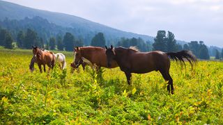 De unde expresia la Paștele Cailor