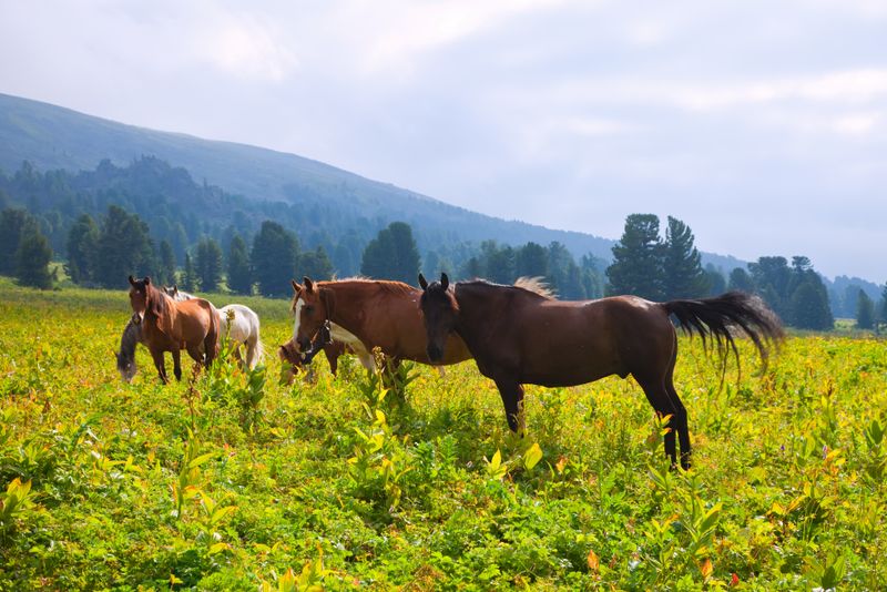 De unde expresia la Paștele Cailor