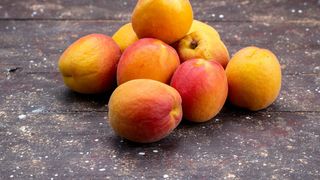 caise pentru caisata