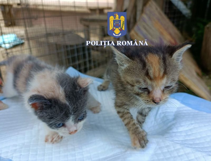 pui pisica, protectia animalelor, amenda  