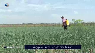 VIDEO Arșița nu-i dezlipește de pământ! Cum fac față oamenii acestor temperaturi ridicate?