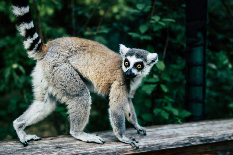 lemur, gradina zoologica, animal furat, calarasi 
