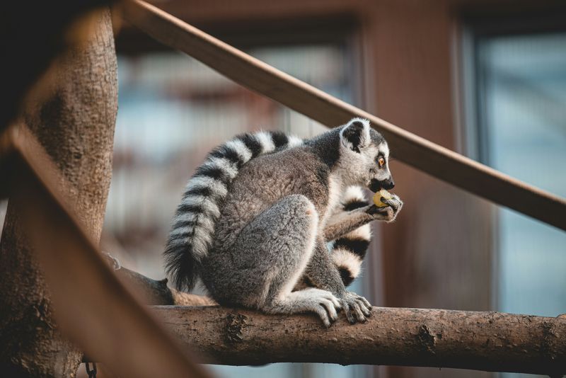 lemur, gradina zoologica, animal furat, calarasi 