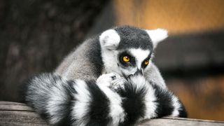 Un tânăr din Călărași a furat un lemur de la zoo, l-a chinuit, după care l-a abandonat într-o clădire părăsită
