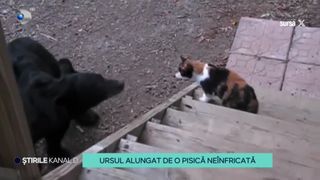 VIDEO Nu deranjați, pisică rea! O felină a reușit să pună pe fugă un urs