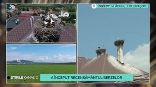 VIDEO A &icirc;nceput recensăm&acirc;ntul berzelor! Cum se desfășoară această acțiune?