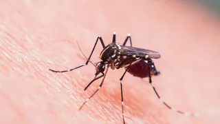 Ce este febra dengue și cum se manifestă