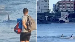 VIDEO Rechin uriaș filmat chiar lângă plajă, într-o stațiune populară din Europa. Turiștii au simțit fiori reci pe spate