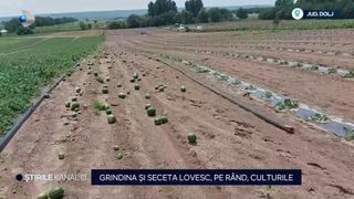 VIDEO Grindina și seceta lovesc, pe rând, culturile. Pagubele sunt de zeci de mii euro