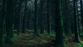 politist mort, sinucidere, padure ilfov 