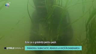 VIDEO Paradisul subacvatic, readus la viață &icirc;n Danemarca. Specialiștii se bazează pe iarba de mare