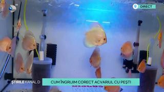 VIDEO Cum &icirc;ngrijim acvariul cu pești? Este foarte important ca aceste viețuitoare să stea &icirc;ntr-un mediu curat