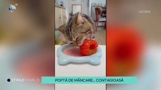 VIDEO Pofta de mâncare... contagioasă! O pisică are un apetit ieșit din comun
