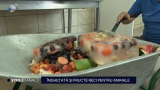 VIDEO Înghețată și fructe reci pentru animale! Necuvântătoarele de la zoo au un tratament special în aceste zile calde