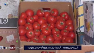 VIDEO Roșiile românești ajung să putrezească! Fermierii sunt în impas: „Le aruncăm pe canale din cauza guvernanților”