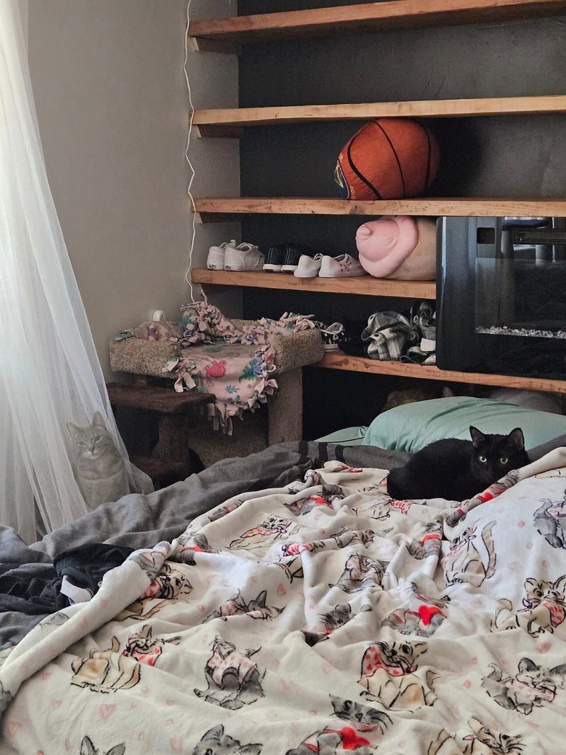 test vedere, test atentie, pisici 